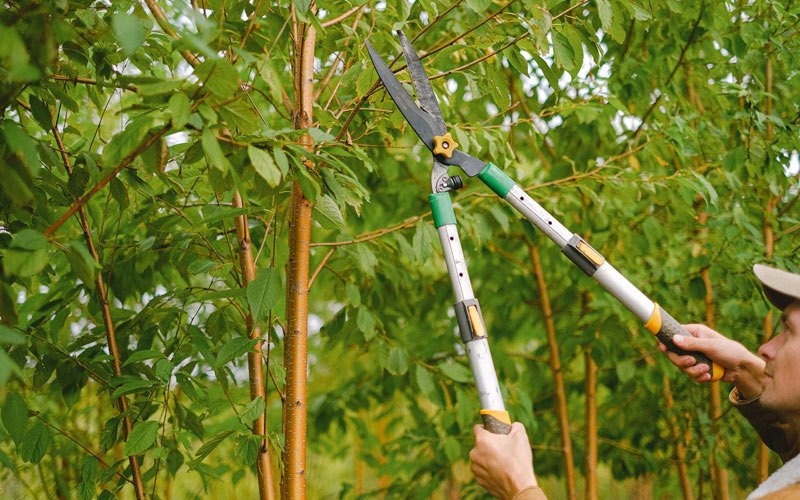 Tree trimming in Springfield, NE